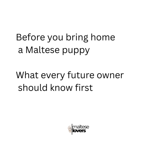 Before You Bring Home a Maltese Puppy