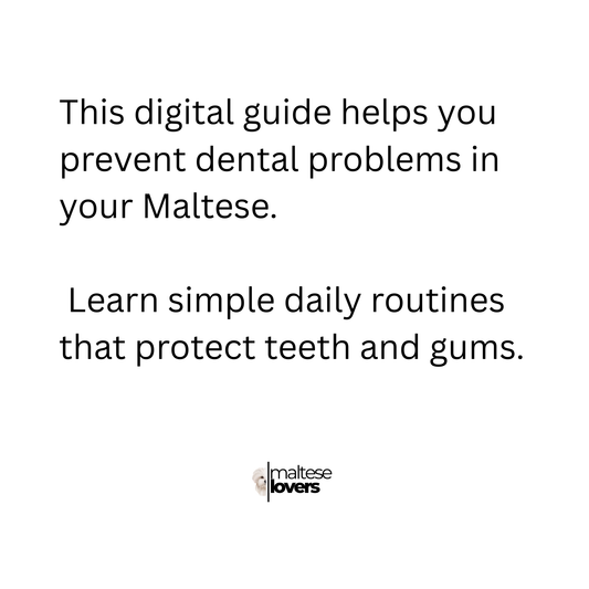 Maltese Dental Health – A Practical Guide to Clean Teeth & Fresh Breath