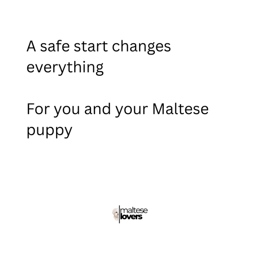 A Safe Start for Your Maltese Puppy
