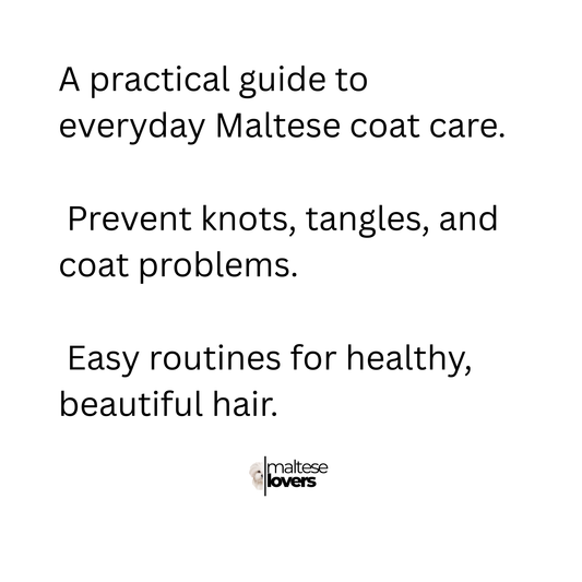 Everyday Coat Care for Your Maltese – Keep the Coat Healthy, Clean & Tangle-Free