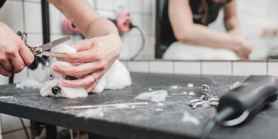 Getting Ready for Grooming: Tips for Your Maltese Puppy’s First Haircut ✂️🐶