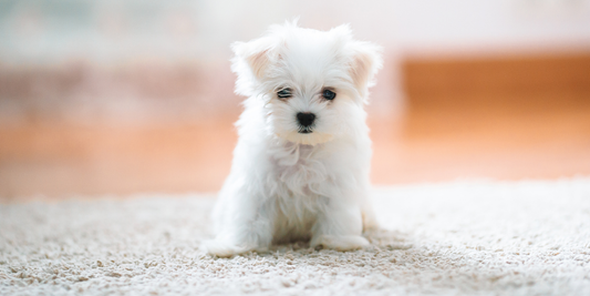 Why Maltese Dogs Struggle With Being Alone (And It’s Not What You Think)