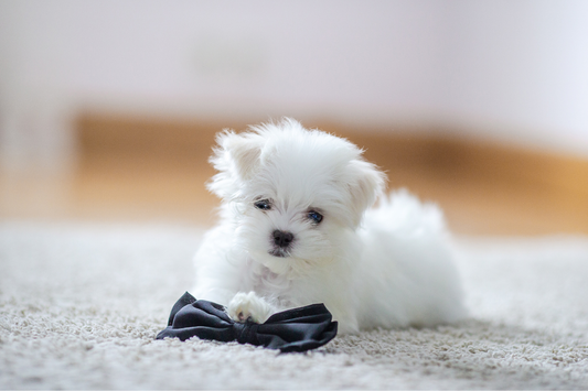 The First Command You Should Teach Your Maltese Puppy