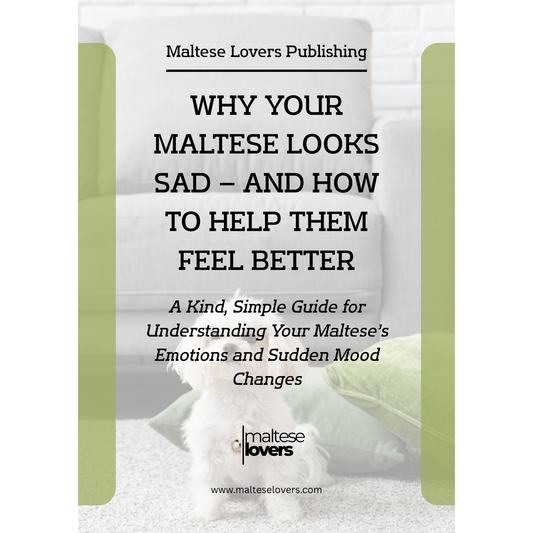 Why Your Maltese Looks Sad — And How to Help Them Feel Better
