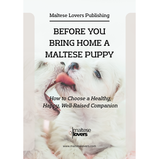 Before You Bring Home a Maltese Puppy