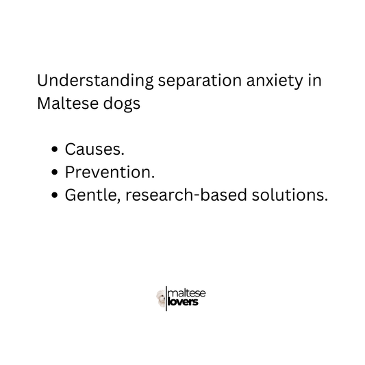 Separation Anxiety in Maltese Dogs