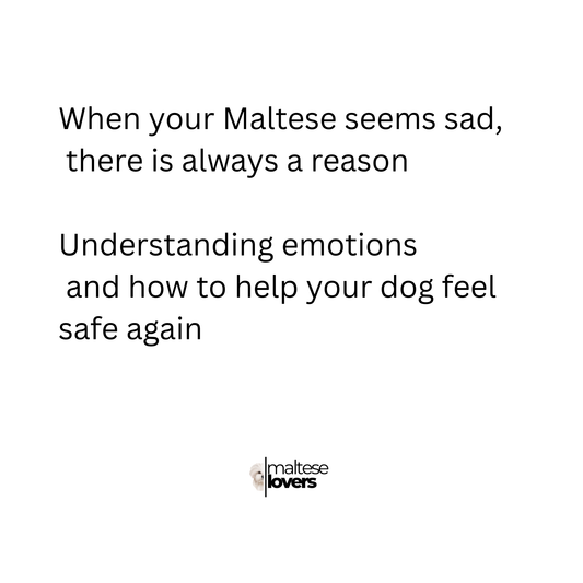 Why Your Maltese Looks Sad — And How to Help Them Feel Better